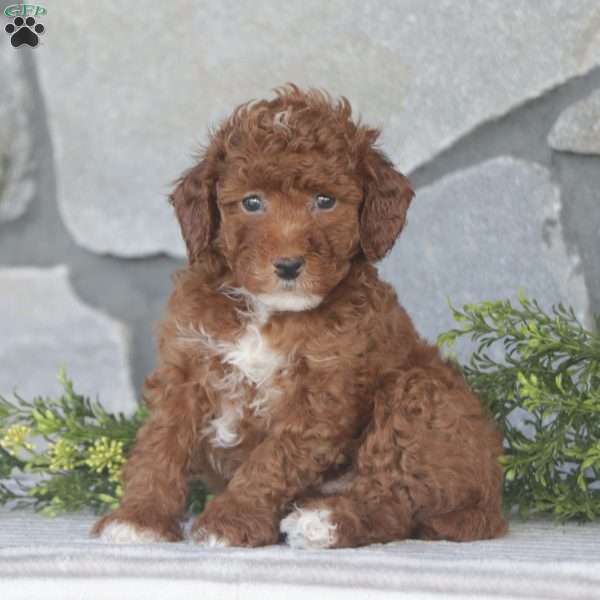 Miles, Toy Poodle Puppy